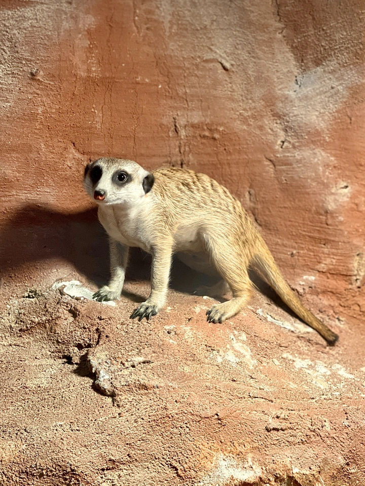 狐獴