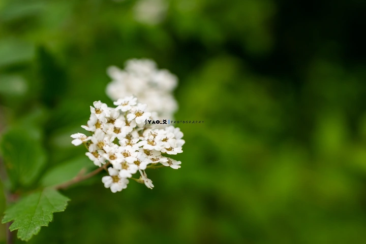 小蜜蜂花丛中采蜜
