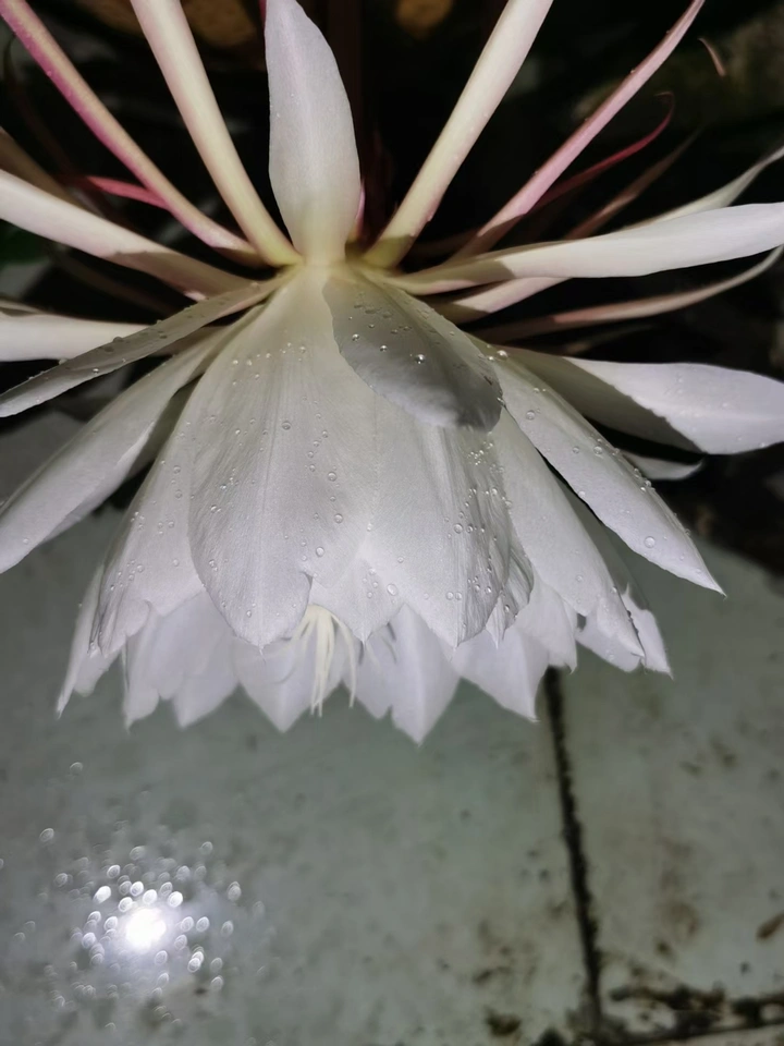 美丽的昙花