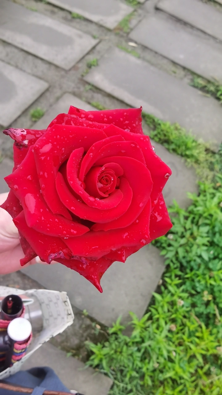 玫瑰花