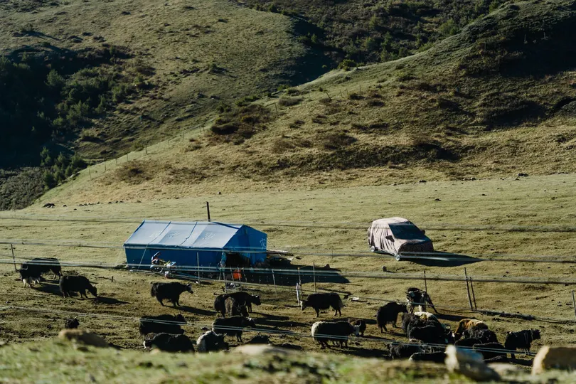 一片草地 一群牛在蓝色的栅栏后面吃草 远处有山丘和山脉。