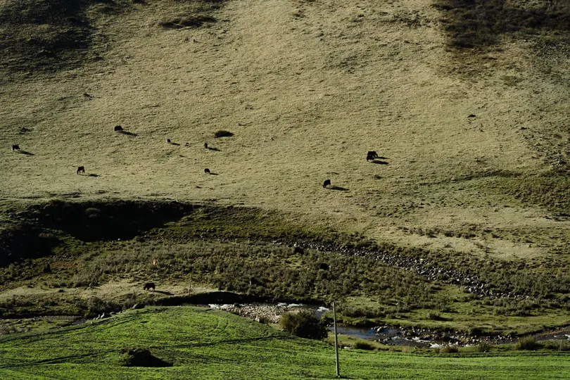 背景是一片草地 远处有一座大山 前景有一匹马站立 背景中有一头牛在吃草。