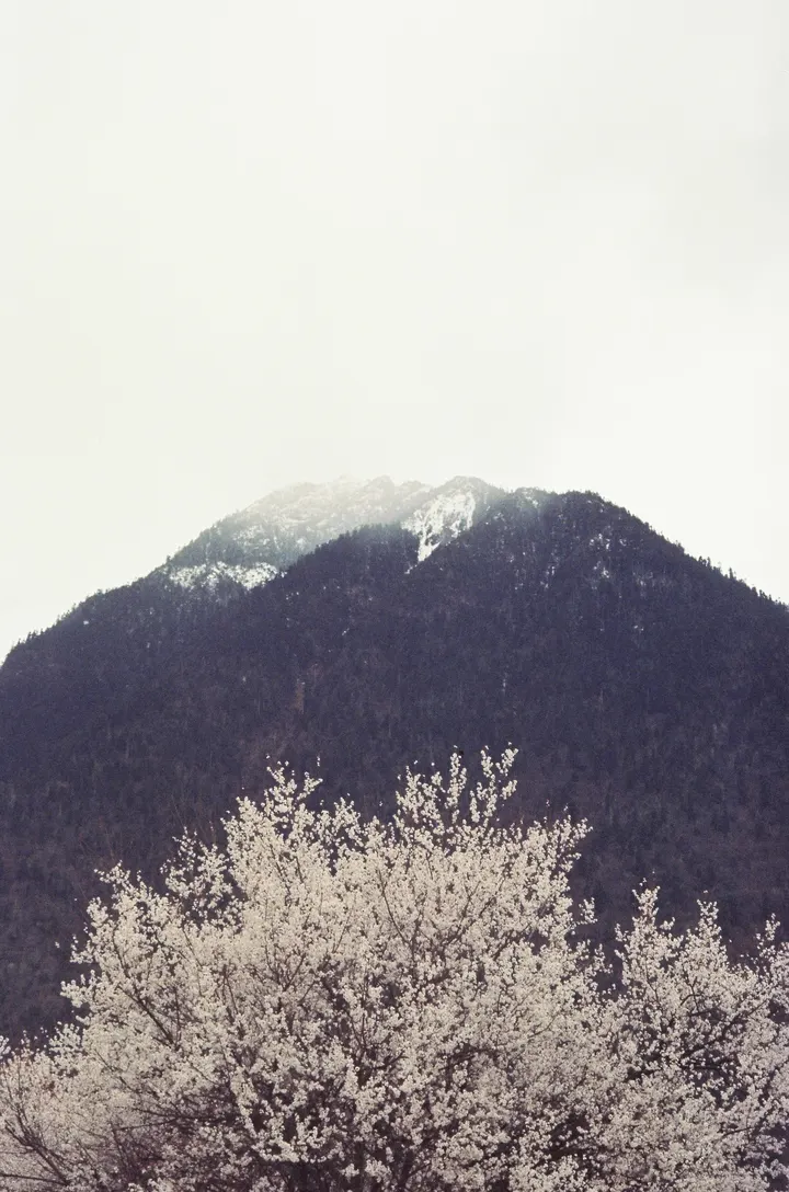 林芝的桃花和雪山