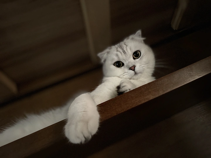 萌宠日常