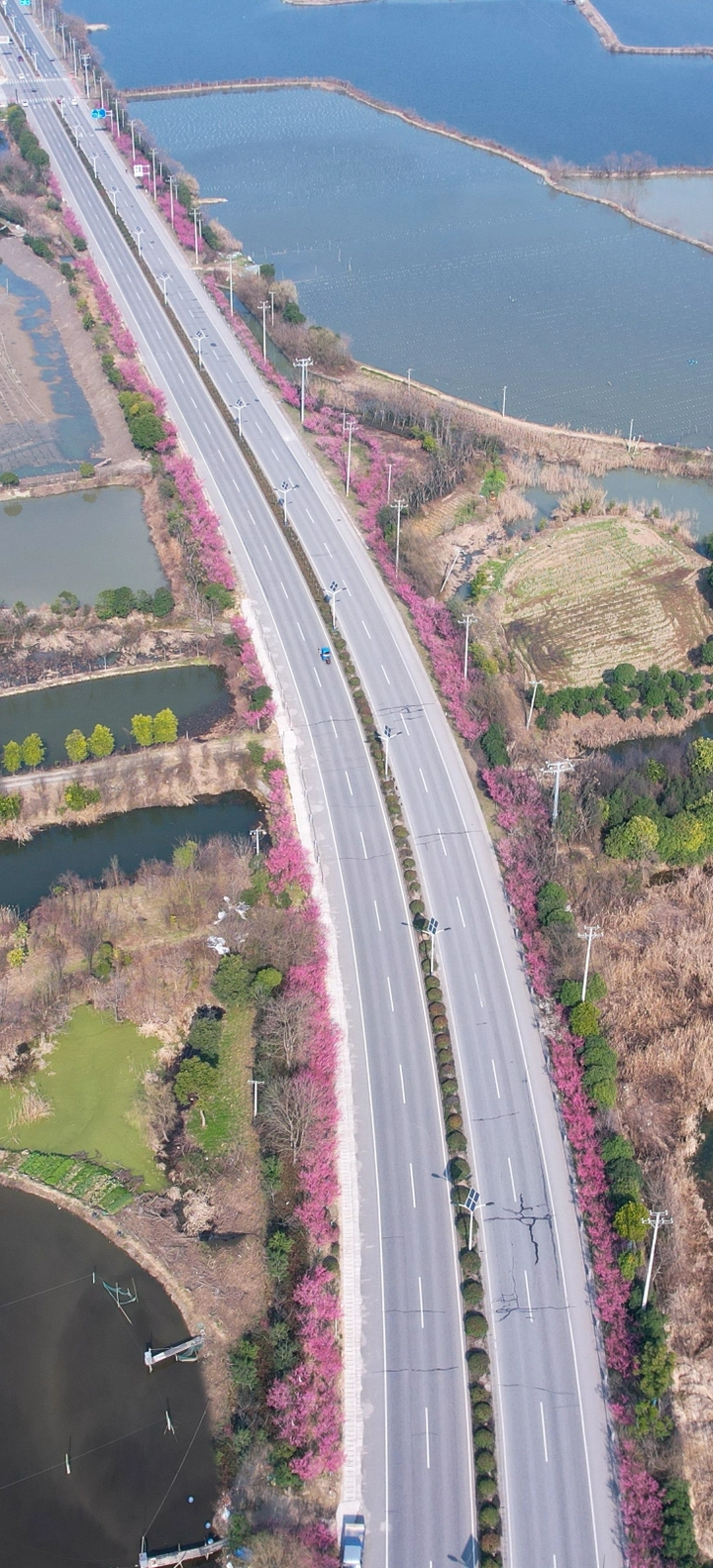 梅花大道