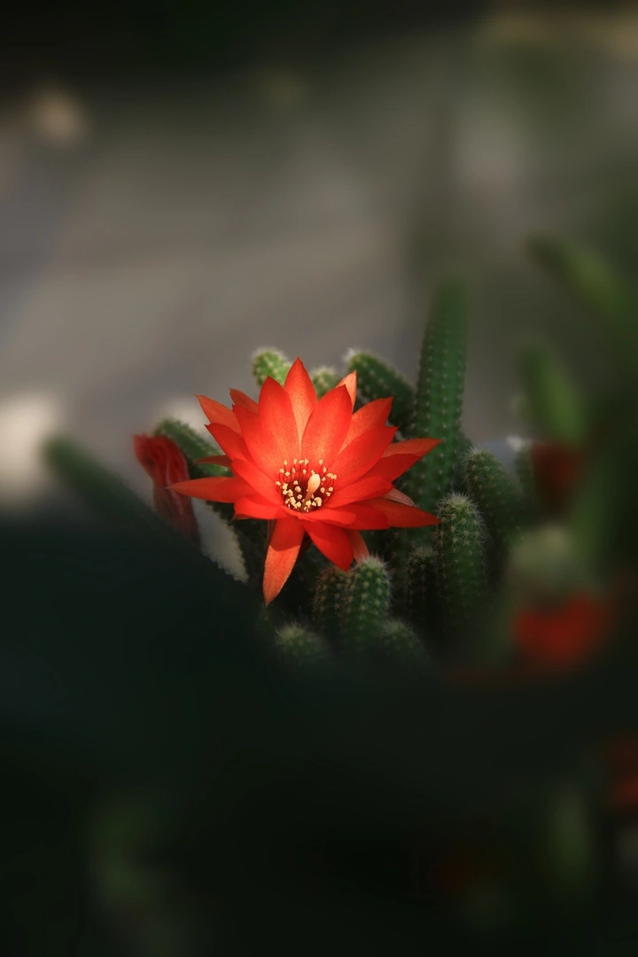 绽放～