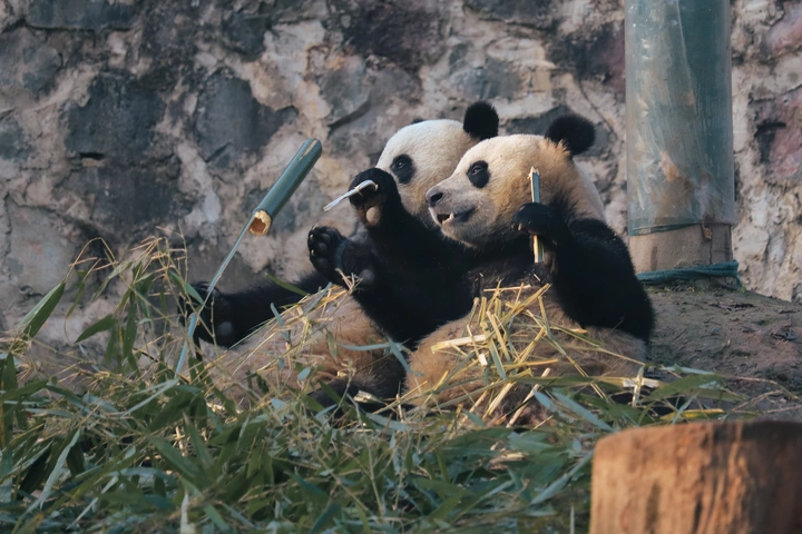 终于看过圆滚滚了