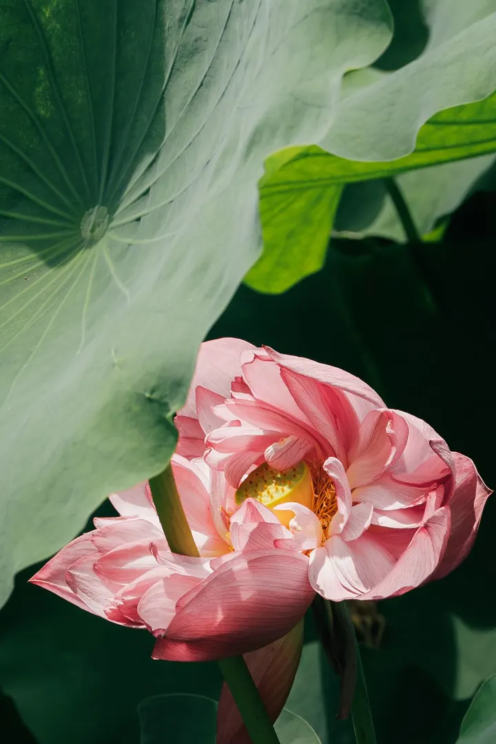 夏荷