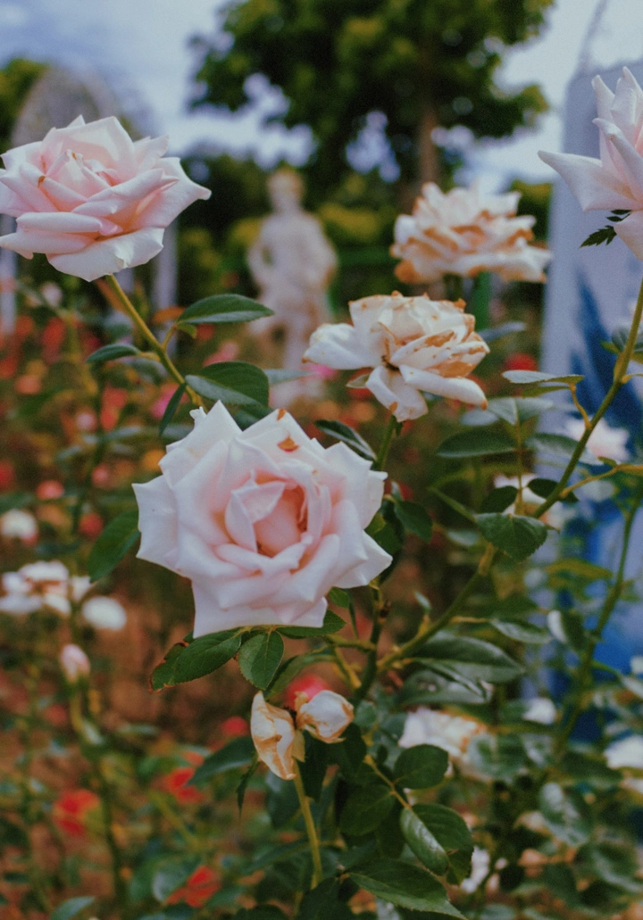 花