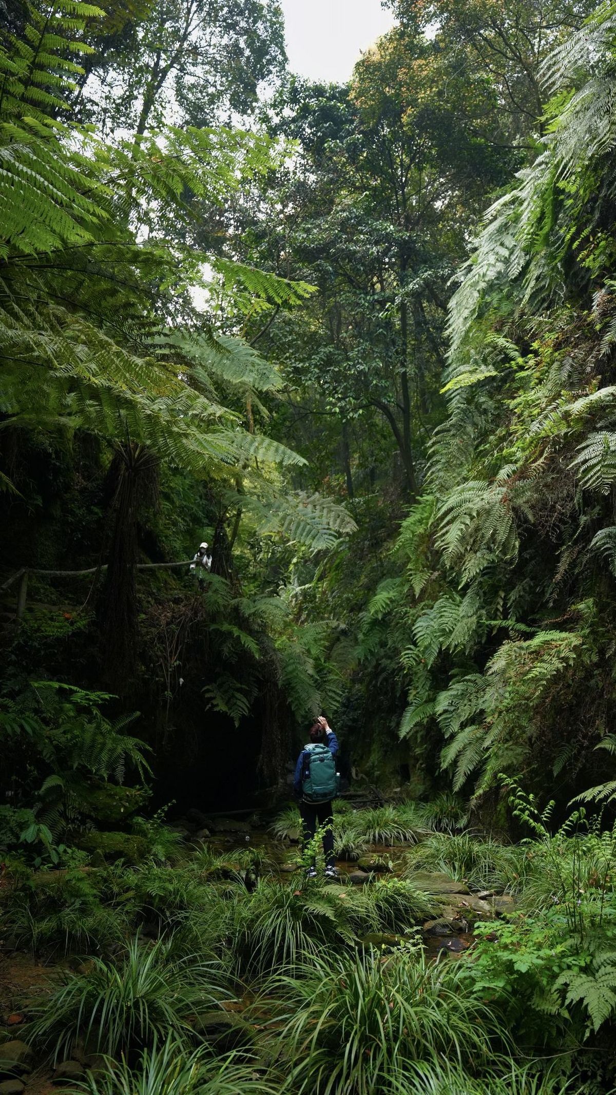 沿着茂密的蕨类植物森林中的小径 一名徒步旅行者漫步。