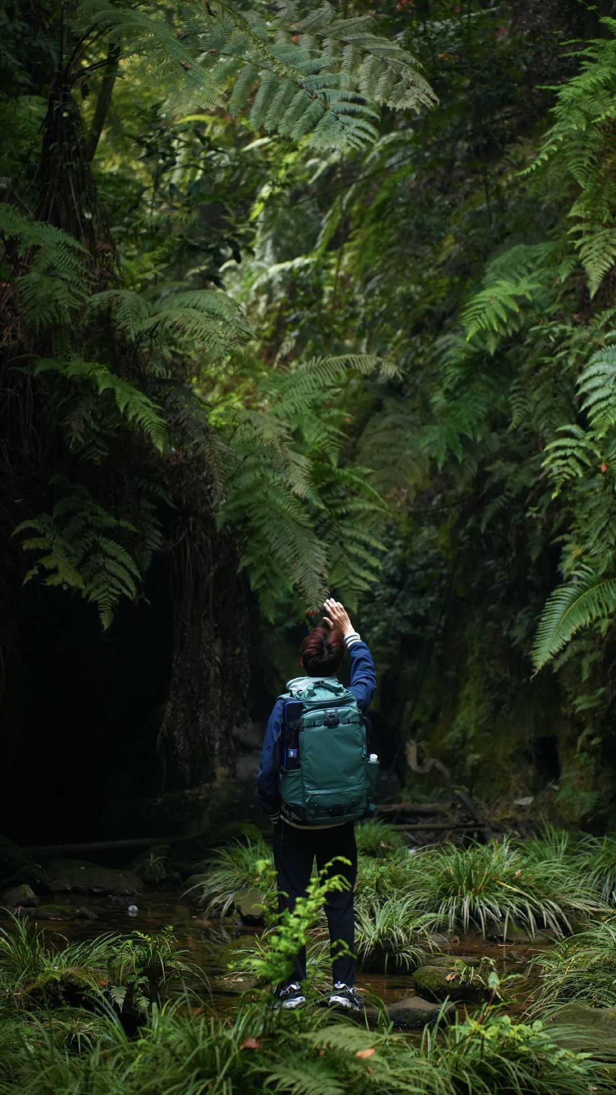 背包客站在茂密的雨林小径上
