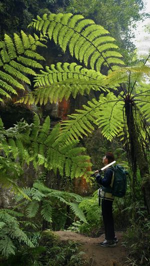 一位徒步者站在一条穿过蕨类植物的森林小径上