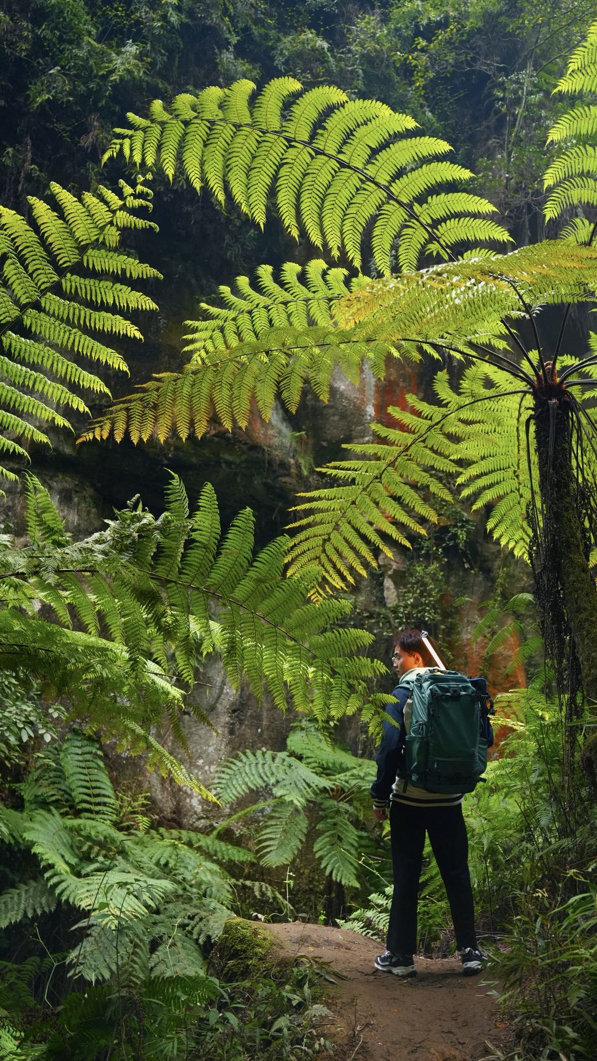 背着背包的徒步者站在茂密的雨林小径上 瀑布作为背景。