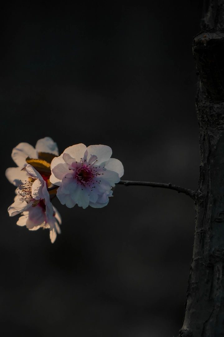 光吻繁花：昼夜与明暗