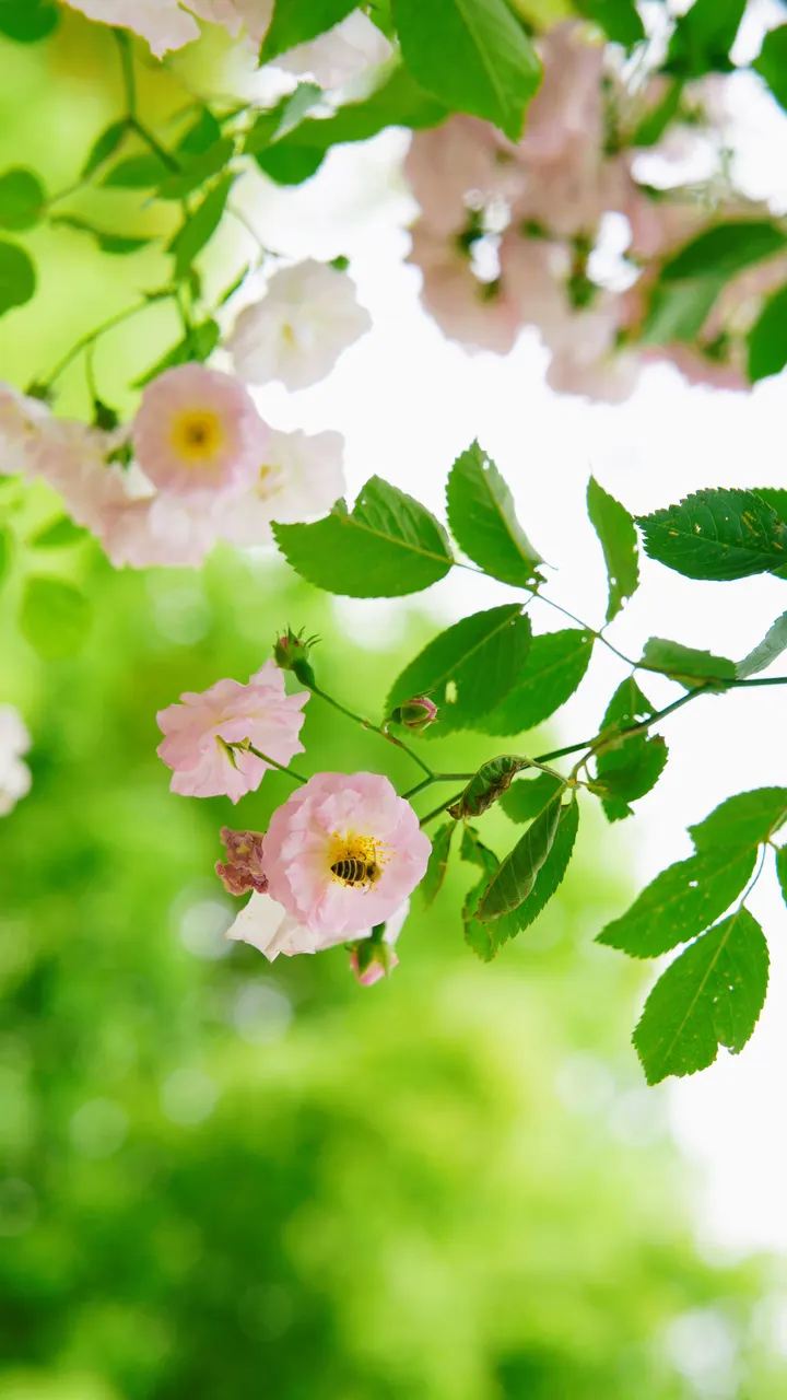 蔷薇花