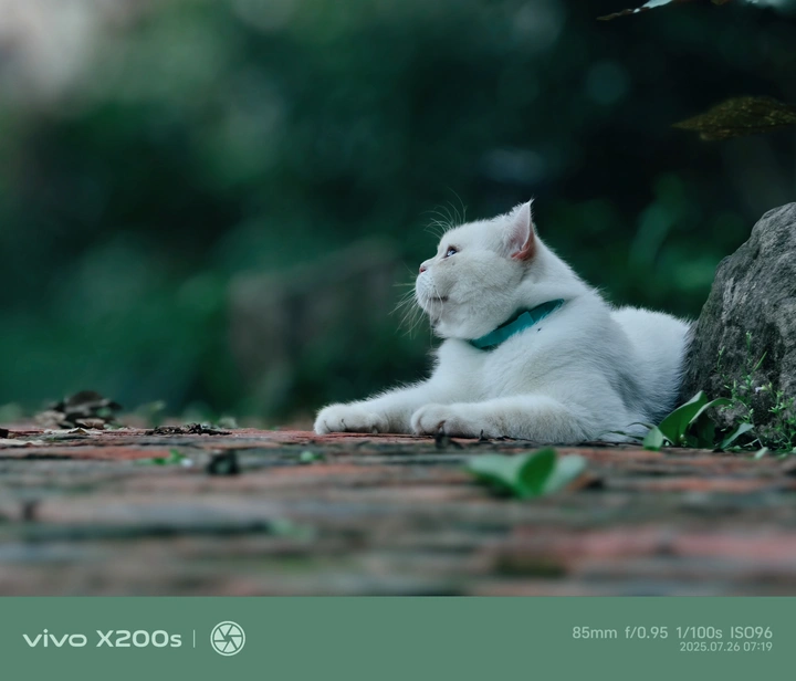 清晨花园里的猫
