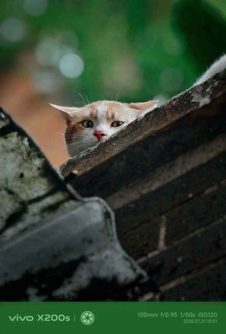 偶遇一只小猫咪