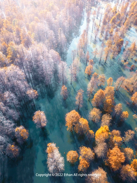 秋天的河流和树木的 aerial