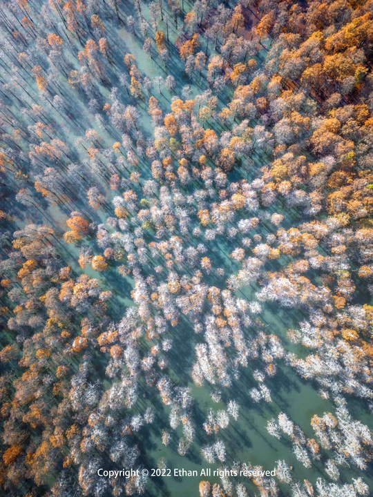 秋天的多彩树 aerial photo