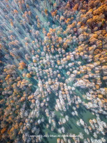 秋天的多彩树 aerial photo