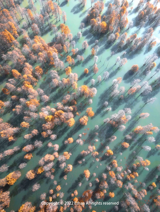 树木和水林的空中视角