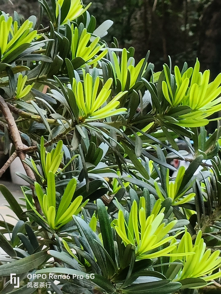 新芽