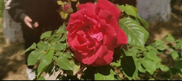 红•花