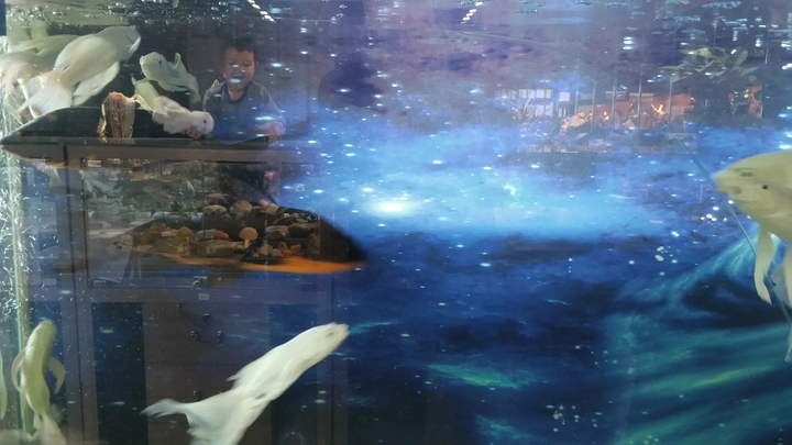 热带鱼