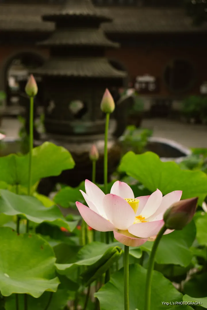 古寺荷花