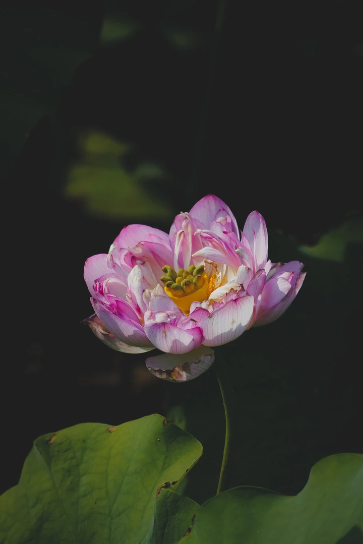 夏荷