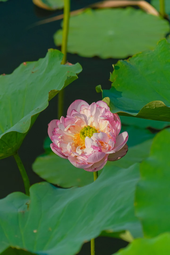 靓荷