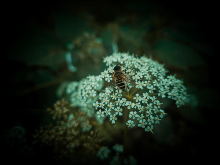 蜂•花