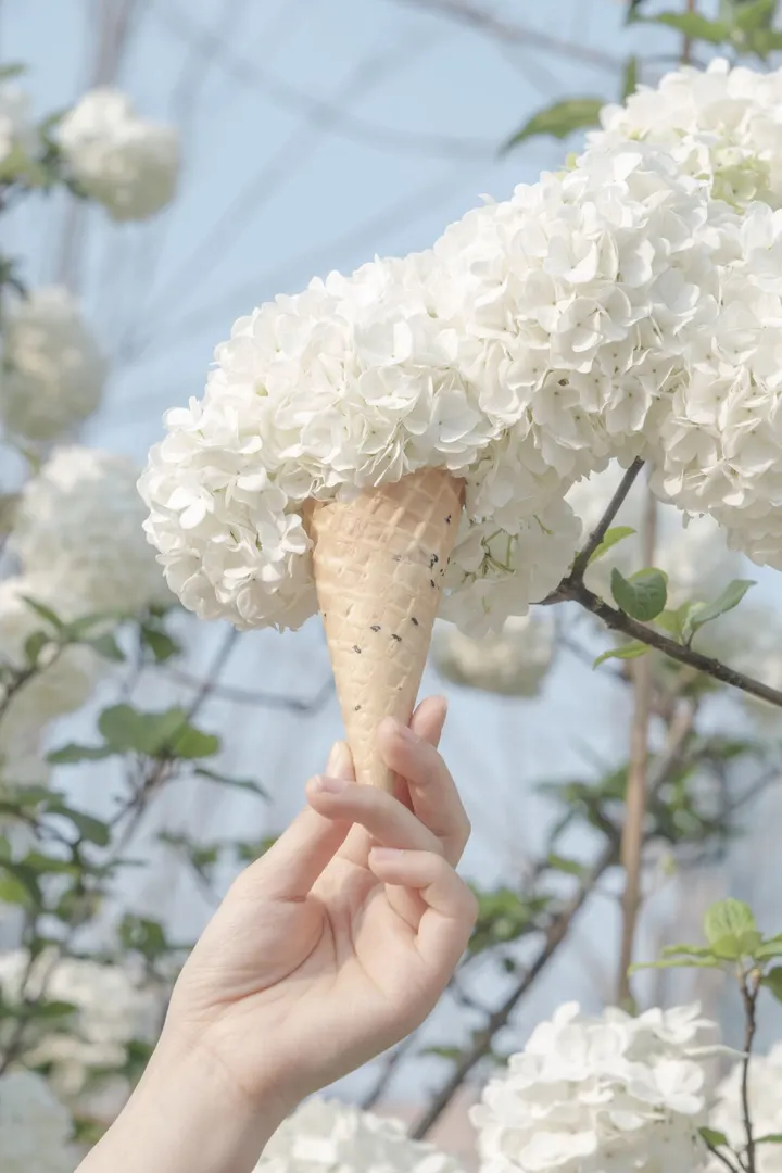 甜筒木绣球🍦