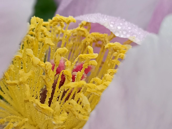 芍药花