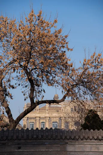 前方有一棵大树 位于一栋大楼前。