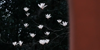 禅院里｜春