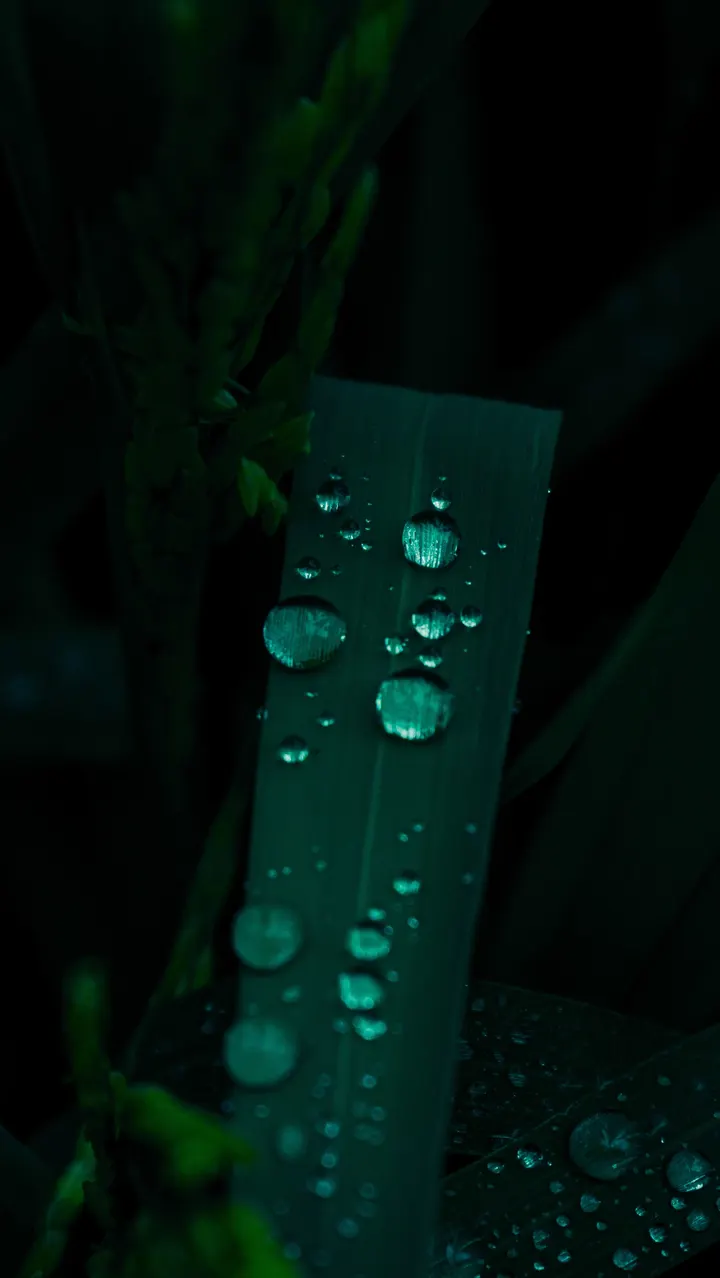 傍晚露珠