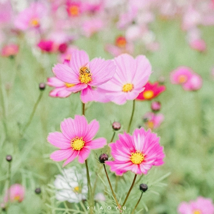 与花不期而遇