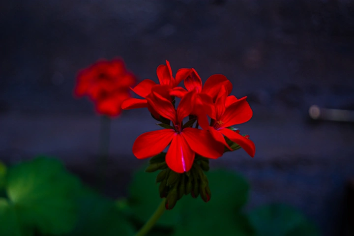 红花