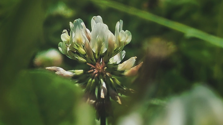 小花
