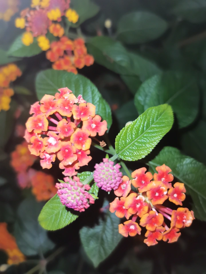 公园的花开了