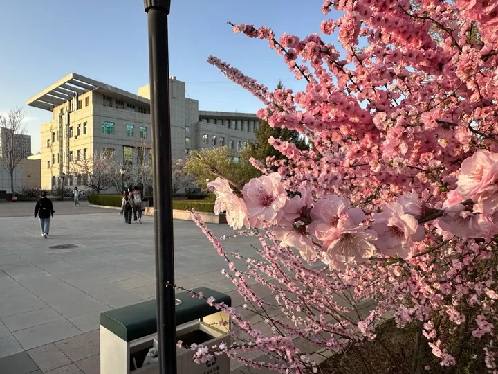 春花始开夏将至
