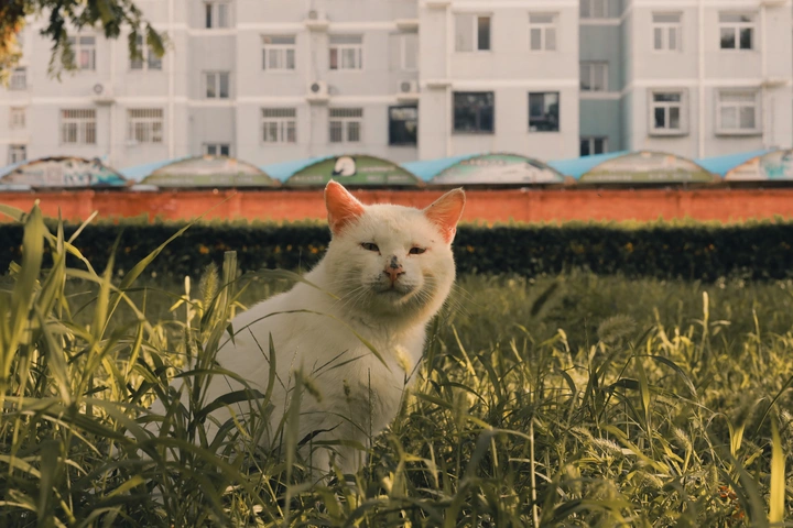 HBU校园猫