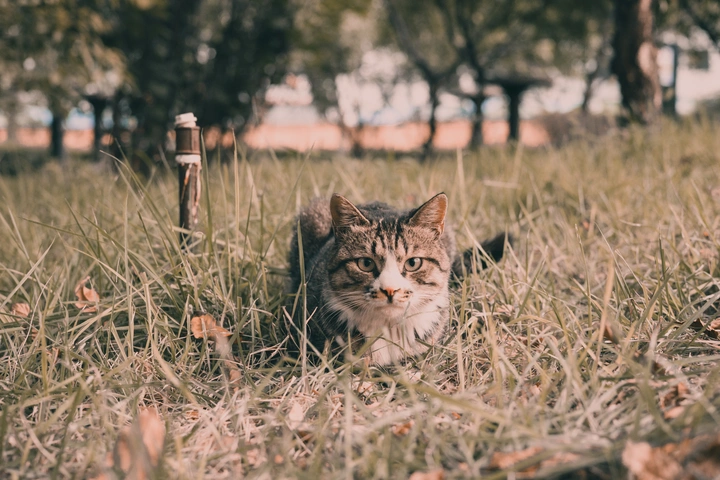 HBU 猫
