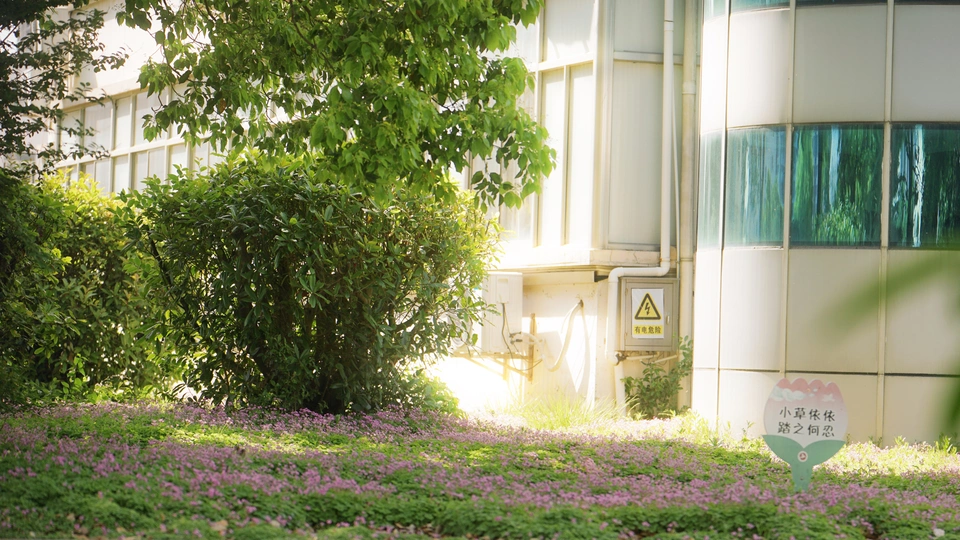 一片带有紫色花朵、一些树木和交通标志的绿地