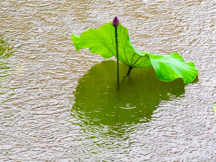 雨荷