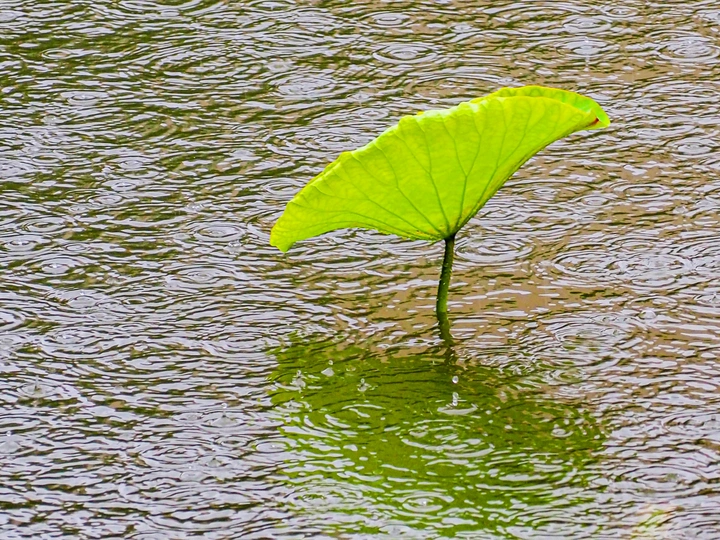 雨荷