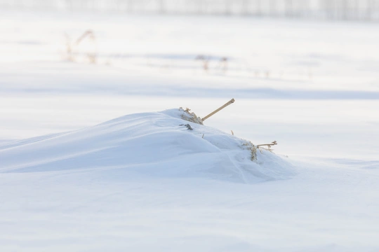 一只小鸟被困在雪堆里