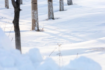 一个穿过白雪皑皑的森林的男子 雪很深