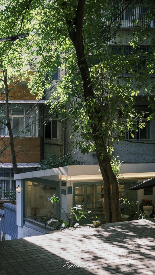 建筑物前面有一棵大树的庭院